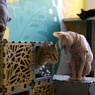 Modular cat zone with cubbies